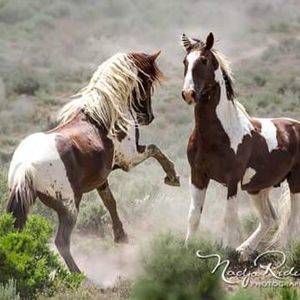 Meet your Posher, Ben